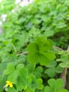 Also known as wood sorrel and confused withÃÂ clover, oxalis can be an annual or perennial plant.